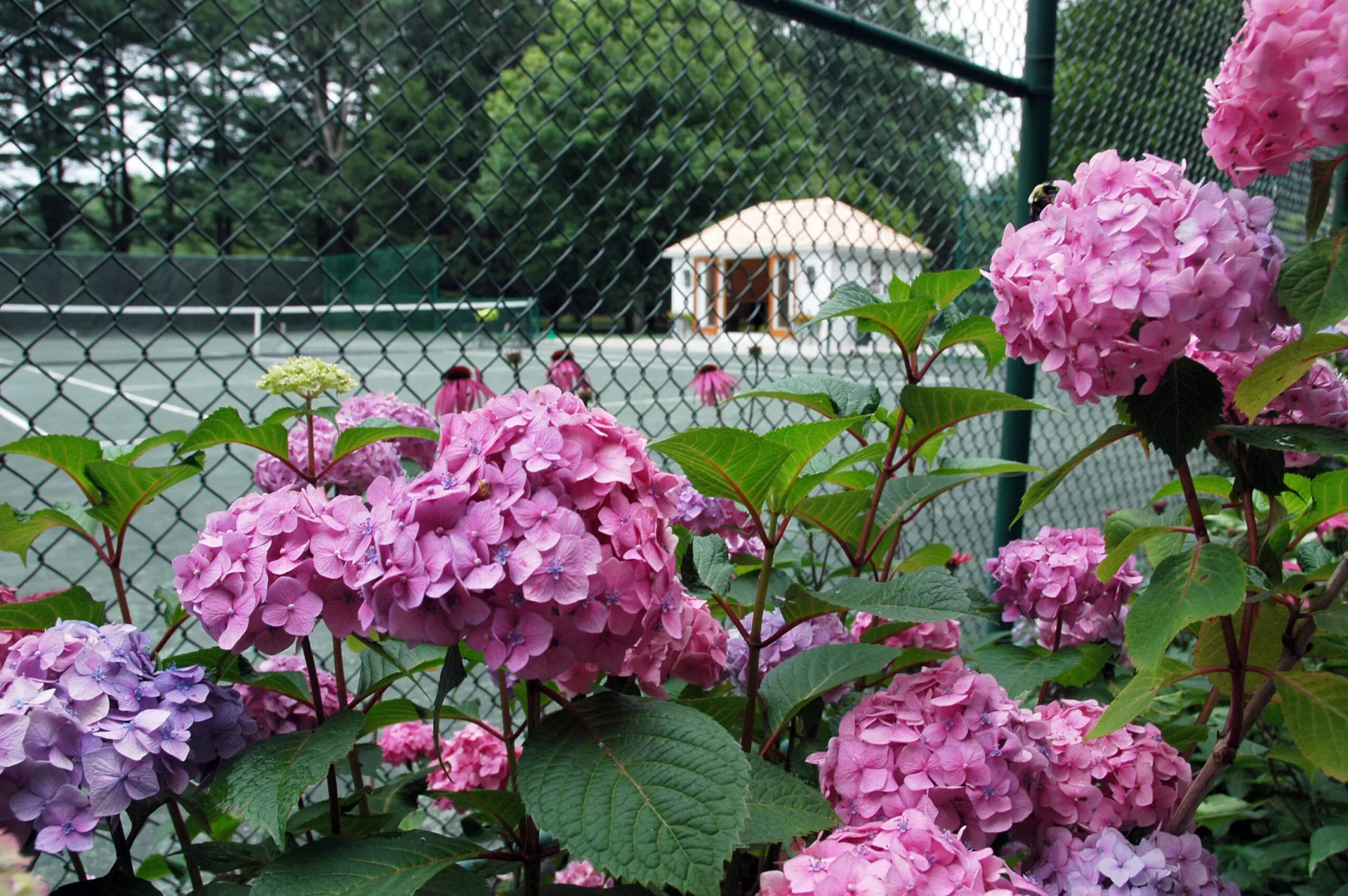 Hydrangeas at the Tennis Hut